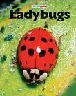 Ladybugs