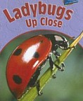 Ladybugs Up Close