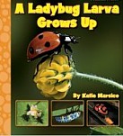 A Ladybug Larva Grows Up